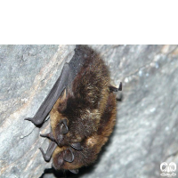 گونه خفاش سروتین شمالی Northern Bat 